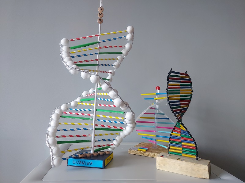 Wystawa modeli DNA
